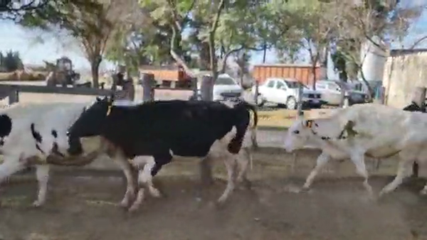 Lote Gerbaudo Juan y Francisco - Terneras
