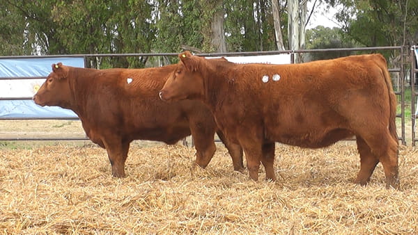 Lote VAQUILLONAS PURA DE PEDIGREE