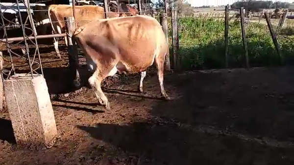 Lote (Vendido)3 Vacas de Invernada YERSEY 500kg - , San José