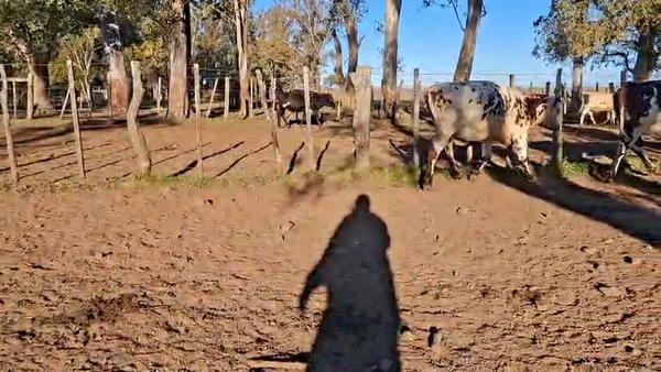 Lote VACAS PREÑADAS