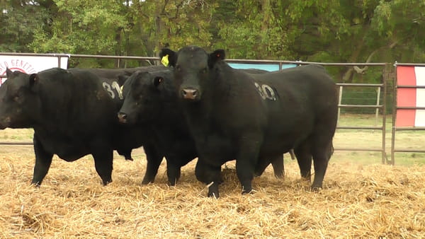 Lote TOROS ANGUS NEGROS PC