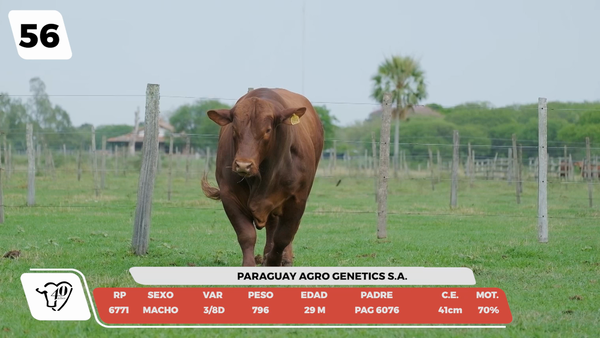 Lote LOTE 56-DE CAMPO