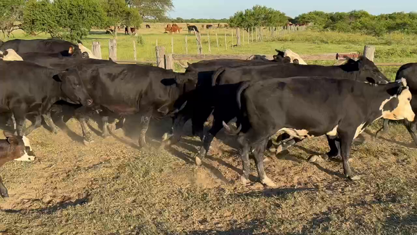 Lote 25 Vacas nuevas Preñadas en Gualeguay, Entre Ríos