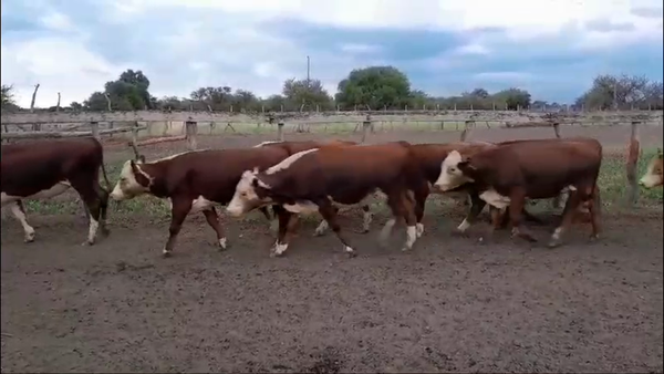 Lote 75 Novillitos en Villaguay, Entre Ríos