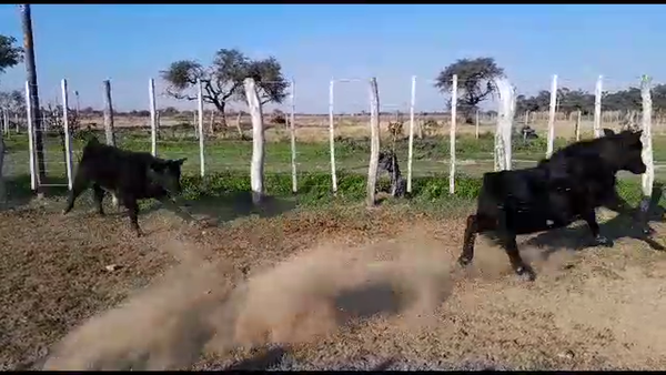 Lote 40 Terneros/as Brangus en Helvecia, Santa Fe