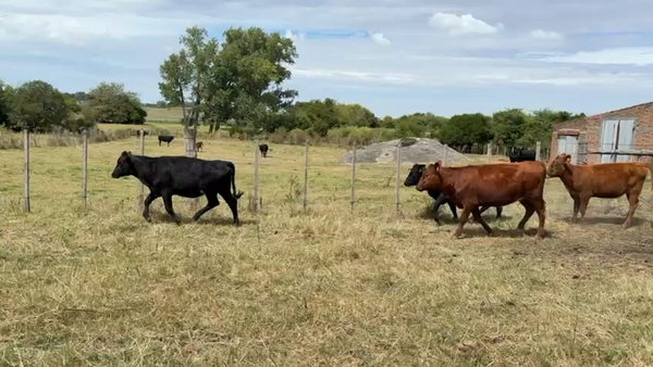 Lote VAQUILLONAS 1 a 2 AÑOS