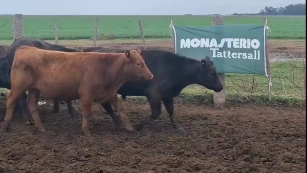 Lote 75 Terneros en Labulaye