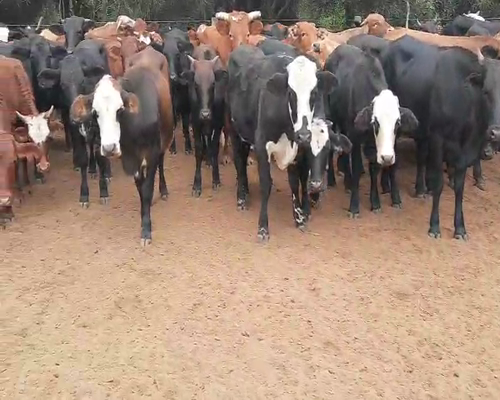 Lote 60 Novillitos y vaquillonas en Tintina, Santiago del Estero