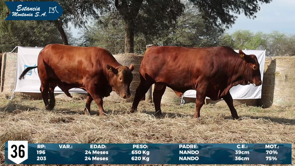 Lote LOTE 36
