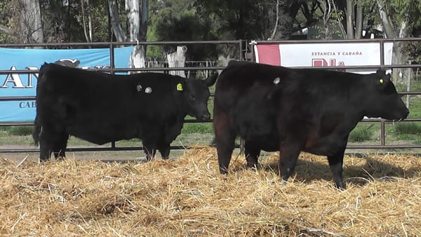Lote VAQUILLONAS ANGUS  PP
