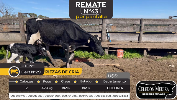 Lote 2 Piezas de cría en Otra Localidad, Colonia