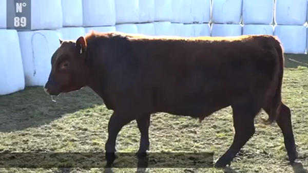 Lote 1 Toro en Coyhaique, XI Región Aysén