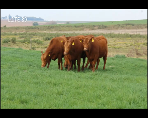 Lote CABAÑA “MALAIKA” de CabaÑa Victoria SRL VAQUILLAS PURAS CONTROLADAS COLORADAS PREÑADAS