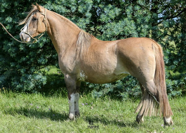 Lote Madreselva Caraguatá
