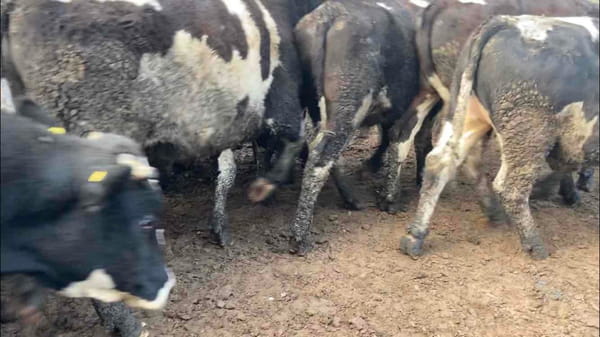 Lote 30 Novillo Gordo en Región Metropolitana, Melipilla