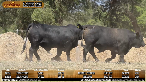 Lote LOTE 145 - VIVO