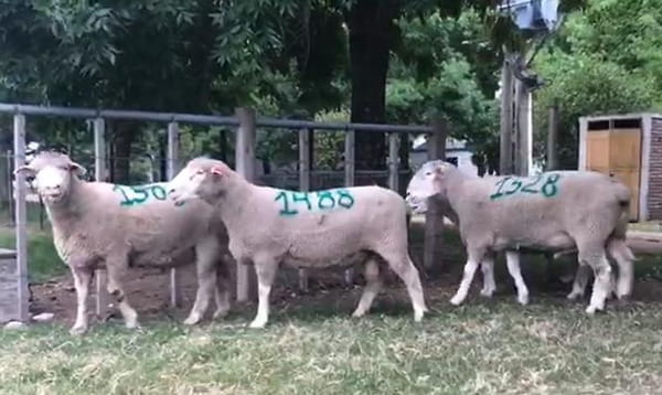 Lote 4 Borregos 2 dtes PI
