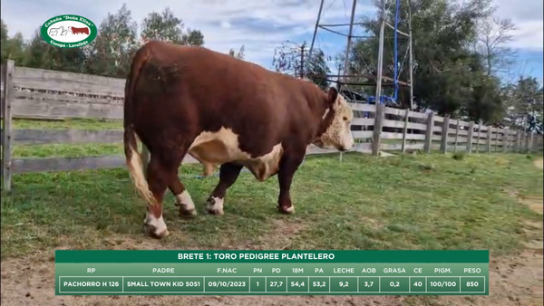 Lote TORO PEDIGREE PLANTELERO