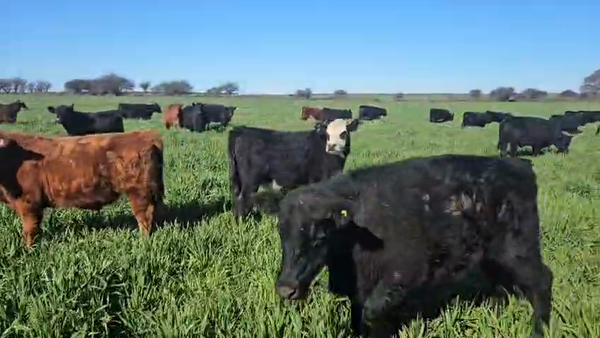 Lote 270 Novillitos a termino