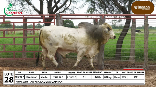 Lote Lote 28