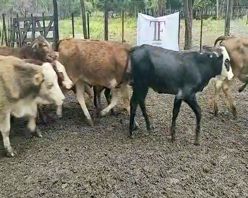 Lote 50 terneros/as - Las Garcitas Pcia Chaco