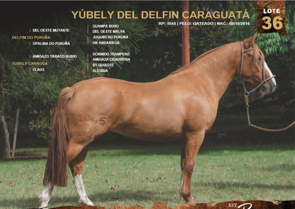 Lote YÚBELY DEL DELFIN CARAGUATÁ