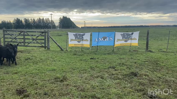 Lote 40 Vaquillonas C/ cria en Brandsen, Buenos Aires