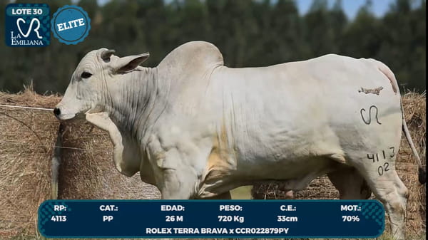 Lote LOTE 30- ELITE