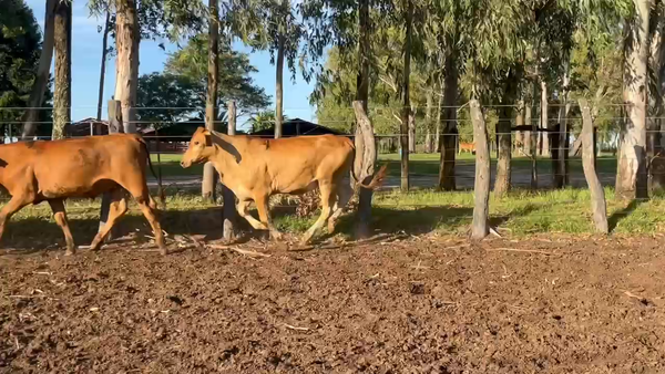 Lote 90 Terneros en Corrientes, Col. Libertad