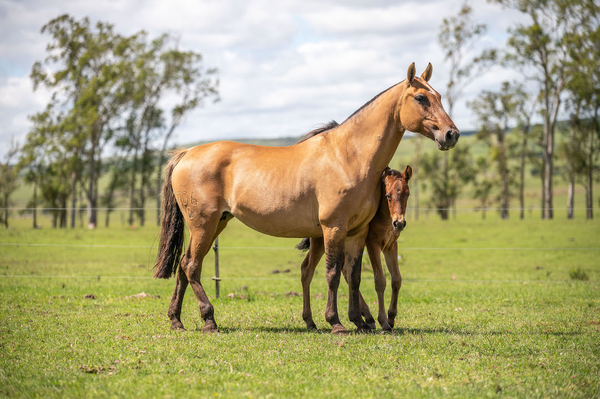Lote REINA EL TACUARAL