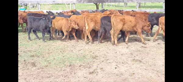 Lote 45 Terneros/as en Villaguay, Entre Ríos