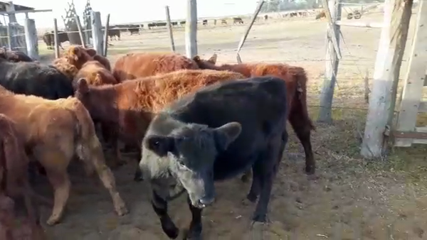 Lote 45 TERNS MACHOS Y HEMBRAS, SALIQUELLO, PCIA. DE BS. AS.