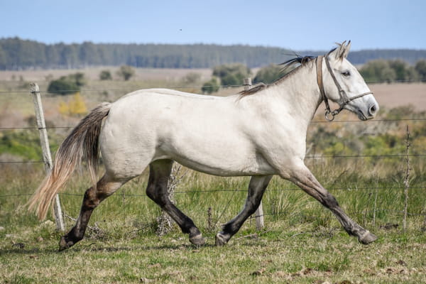 Lote HEROICA LA FLECHILLA