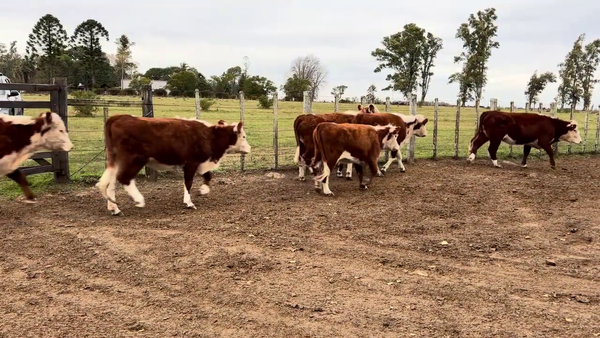 Lote VAQUILLONAS MAS DE 2 AÑOS