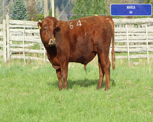 Lote 1 Toro en Coyhaique, XI Región Aysén