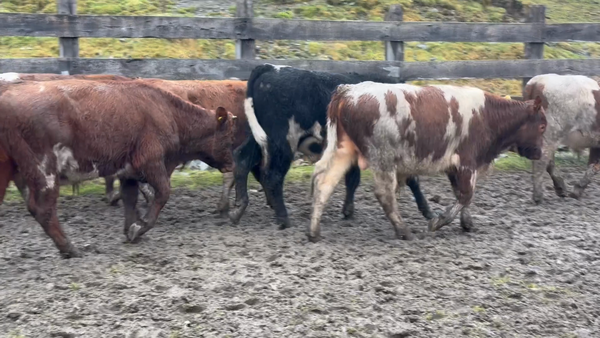 Lote 23 Ternero en Río Ibáñez, XI Región Aysén