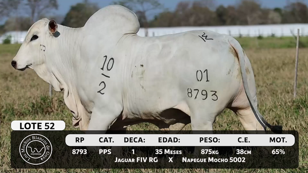 Lote LOTE 52
