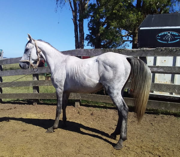 Lote 106 - Fadar Principe