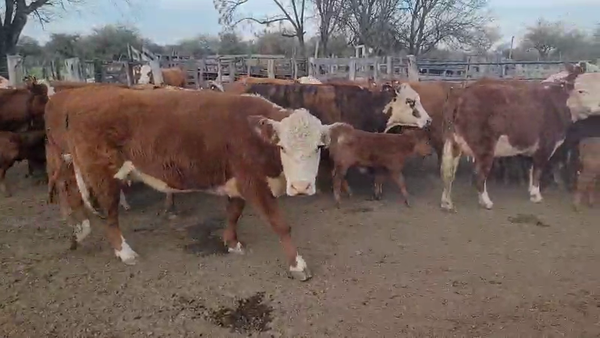Lote 27 Vaquillonas C/ cria en Villaguay, Entre Ríos