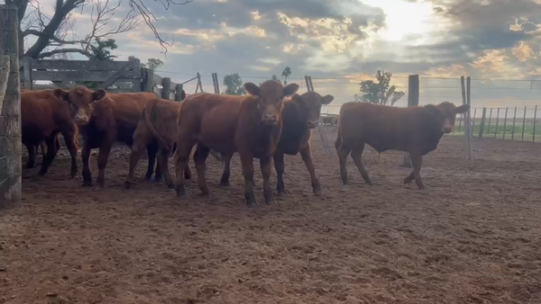 Lote 38 Terneros en 9 de Julio