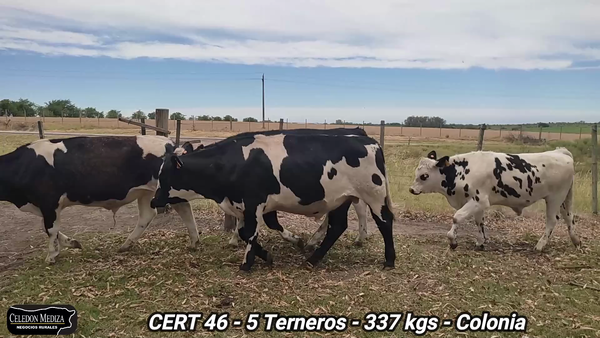 Lote 5 Terneros en Conchillas, Colonia