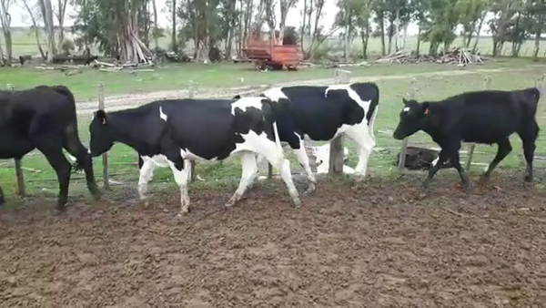 Lote NOVILLOS HOLANDO