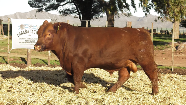 Lote TOROS PUROS CONTROLADOS