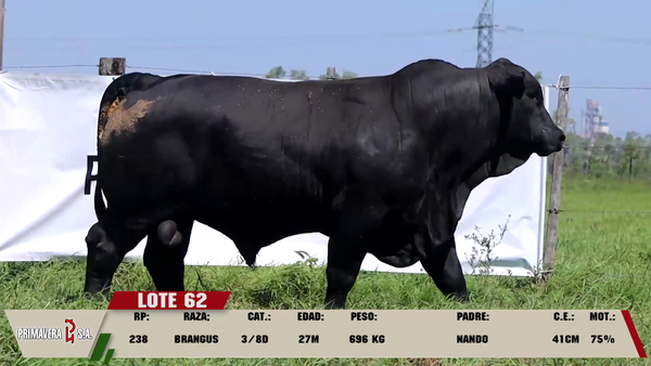 Lote LOTE 62