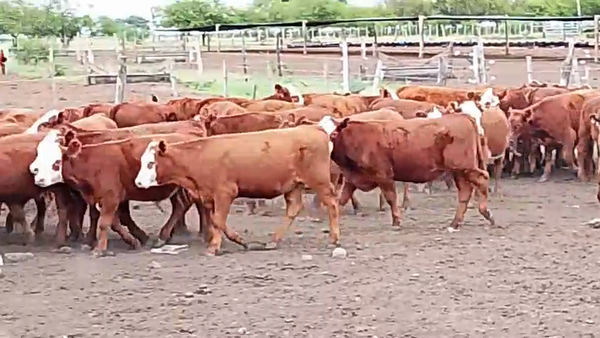 Lote 143 Terneros