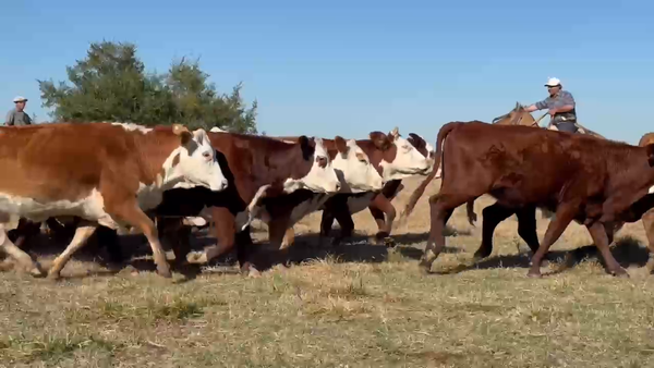 Lote 105 Vaquillonas C/ gtia de preñez en Corrientes, Bella Vista