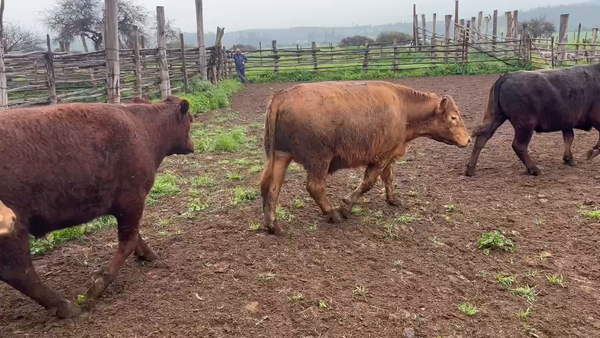 Lote 30 Novillo Gordo en Santo Domingo, V  Región Valparaíso