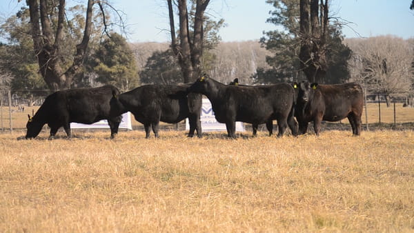 Lote Cabaña Don Felix: VAQUILLONAS ANGUS P.C.