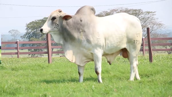 Lote LOTE 59