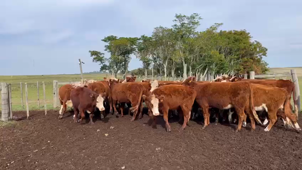 Lote VIENTRES PREÑADOS